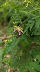 Vicia cassubica