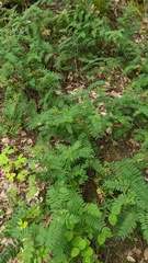 Vicia cassubica