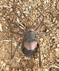 Acanthoplus