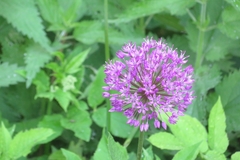 Allium giganteum