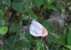 Colotis euippe omphale