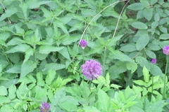 Allium giganteum