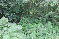 Allium giganteum