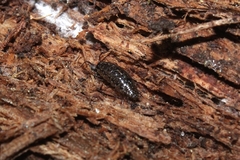 Ligidium hypnorum