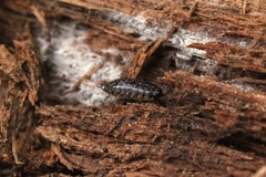 Ligidium hypnorum