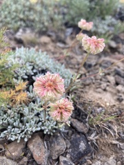 Eriogonum douglasii