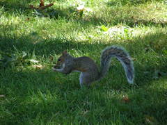 Sciurus carolinensis