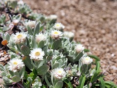 Anaphalis nepalensis