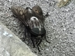 Tabanus trimaculatus