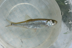 Leucaspius delineatus