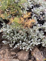 Eriogonum douglasii