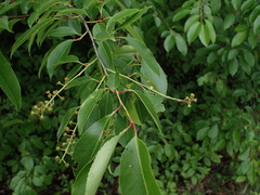 Prunus serotina