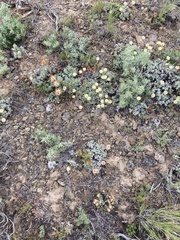 Eriogonum douglasii