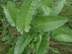 Betonica officinalis