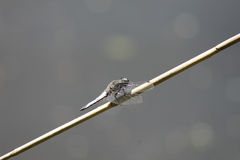 Libellula fulva