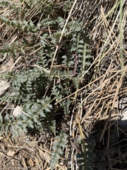 Pedicularis semibarbata charlestonensis