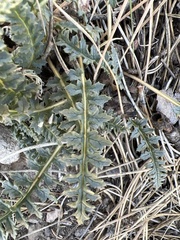 Pedicularis semibarbata charlestonensis