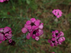 Dianthus carthusianorum