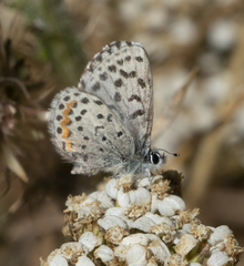 Euphilotes enoptes smithi