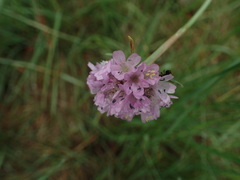 Armeria maritima