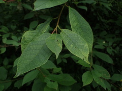 Prunus padus