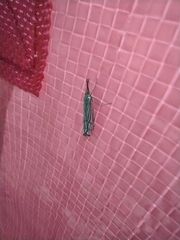 Chrysocrambus linetella