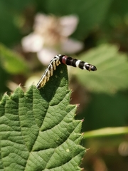Helcystogramma lutatella