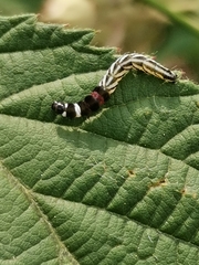 Helcystogramma lutatella