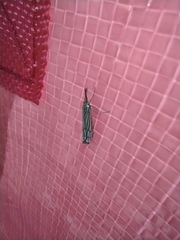 Chrysocrambus linetella