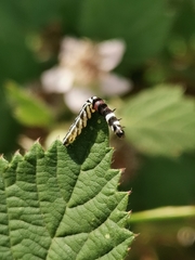 Helcystogramma lutatella