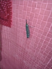 Chrysocrambus linetella