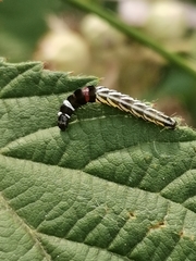 Helcystogramma lutatella