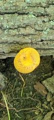 Cystoagaricus