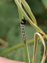 Helcystogramma lutatella