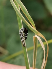 Helcystogramma lutatella