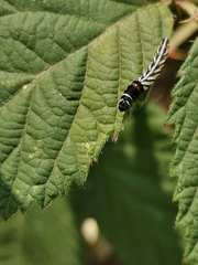 Helcystogramma lutatella