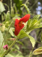 Erythranthe cinnabarina