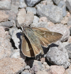 Atrytonopsis pittacus