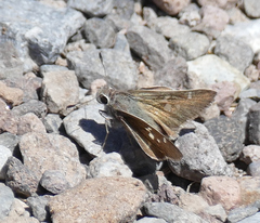 Atrytonopsis pittacus