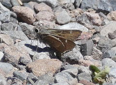 Atrytonopsis pittacus