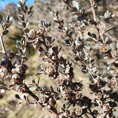 Leptospermum myrtifolium