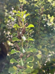 Barleria rotundifolia