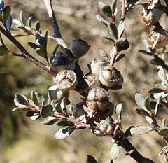 Leptospermum myrtifolium