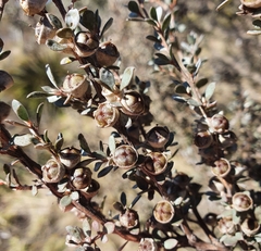 Leptospermum myrtifolium