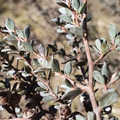 Leptospermum myrtifolium