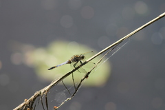 Orthetrum cancellatum