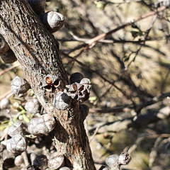 Leptospermum myrtifolium