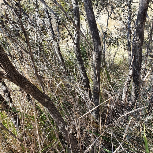 Image of Leptospermum myrtifolium by (c) ronavery, some rights reserved (CC BY)