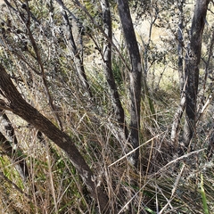 Leptospermum myrtifolium