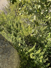 Barleria rotundifolia
